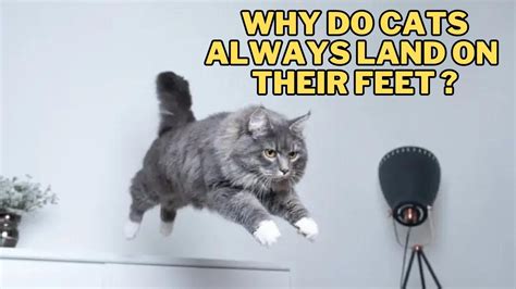 Why Does Music Give Me Goosebumps, and Why Do Cats Always Land on Their Feet?